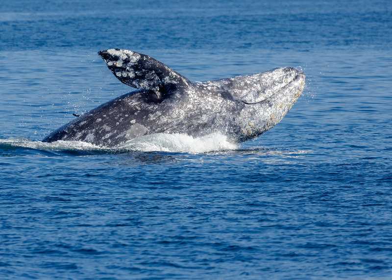 モントレー湾でクジラ座礁 ビーチ再開もサメ警戒続く | BaySpo
